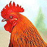 Avatar de l’usuari